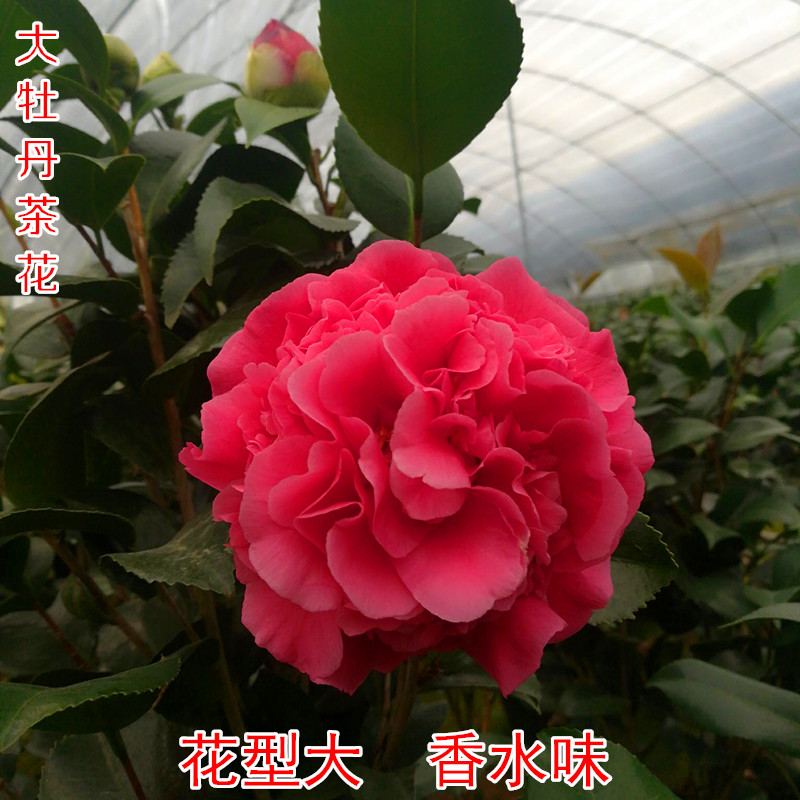 【克瑞墨大牡丹】茶花盆栽带香水味花苞美国巨型山茶花卉植物庭院
