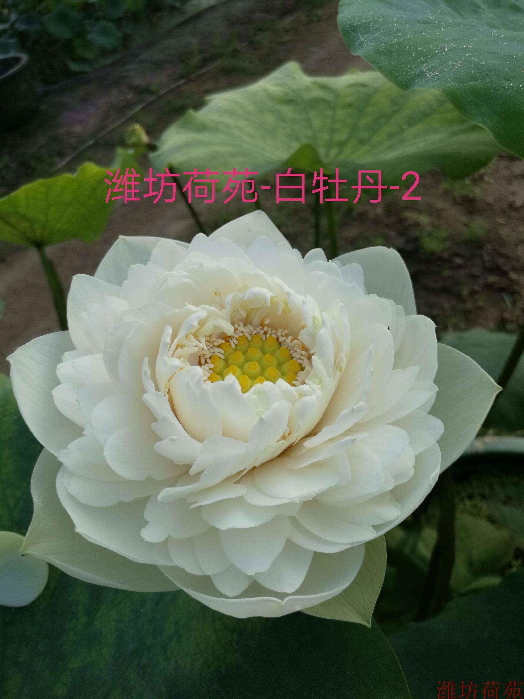 【白牡丹-2】种藕潍坊荷苑中型荷花品种盆栽荷花水生花卉
