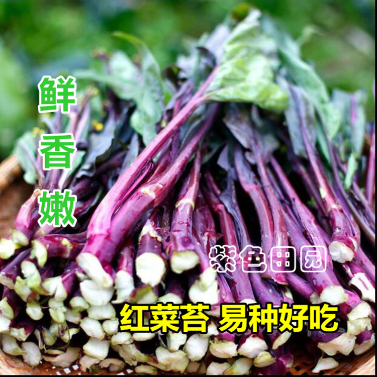 油青甜脆菜心种子白/红菜苔苗紫油菜芯好吃易种 广东四九菜心种籽