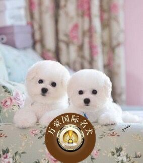 北京犬舍出售赛级血统比熊幼犬纯种品质 茶杯白色宠物狗 外地包邮