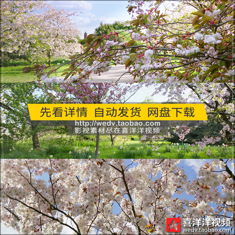 C099春天桃花盛开唯美清新绚丽花丛桃林公园景色高清实拍视频素材
