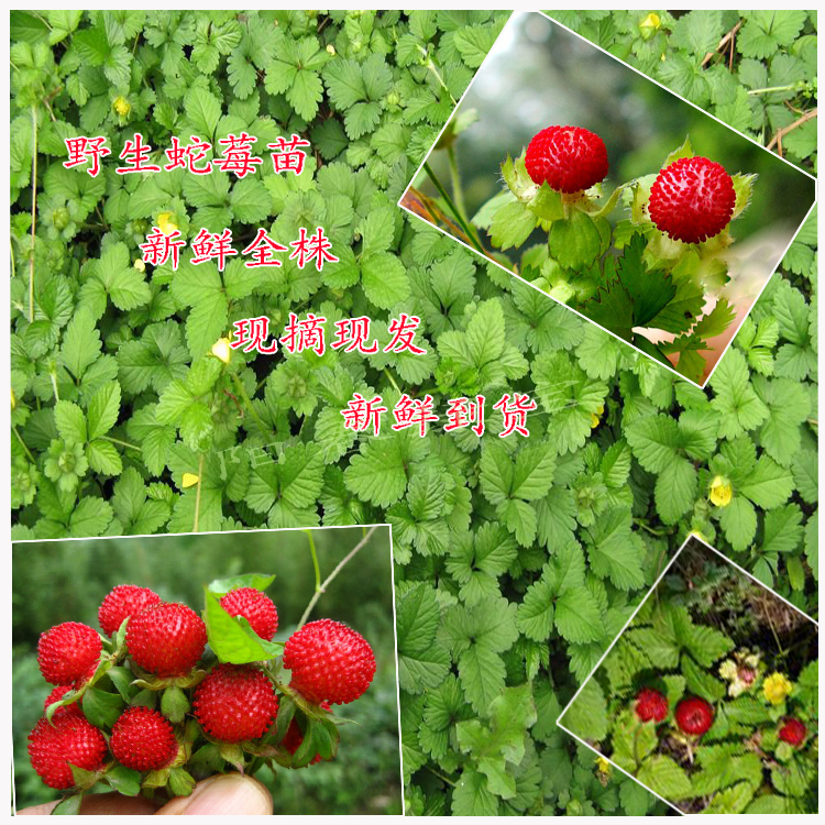 野生蛇莓