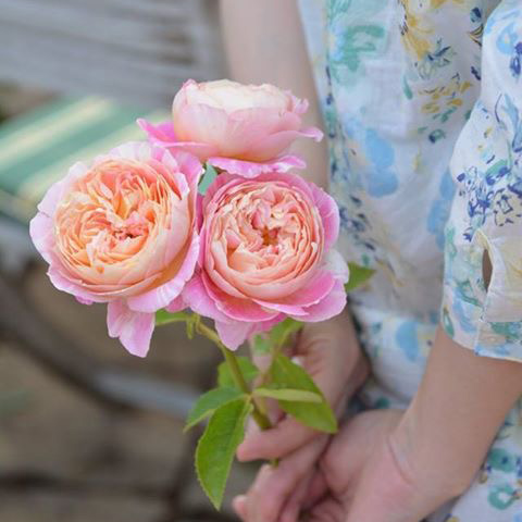 暖暖半岛 莫奈 法国月季条纹欧月玫瑰盆栽阳台种植四季庭院花卉