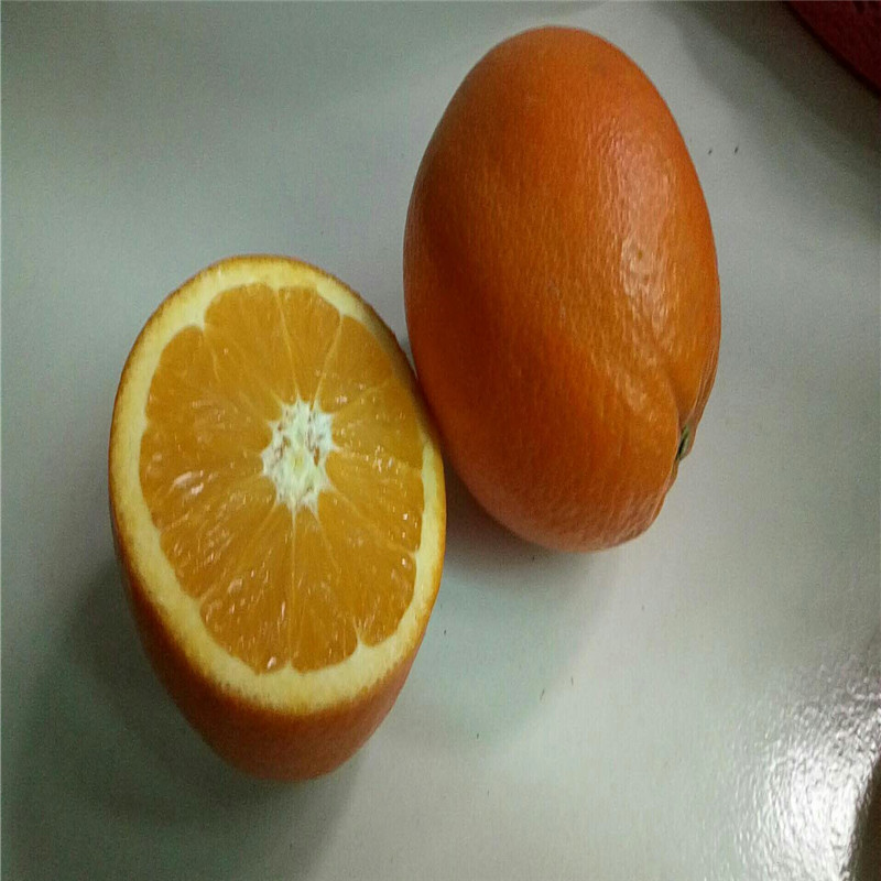 湖南邵阳新宁崀山脐橙早熟奈维林娜纽荷尔长红大果9斤新鲜甜橙子