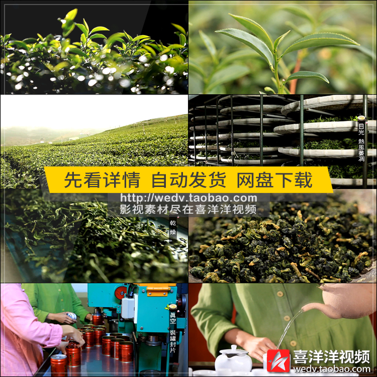 J028绿色生态茶园雾气茶叶采茶采摘加工厂包装铁观音泡茶视频素材