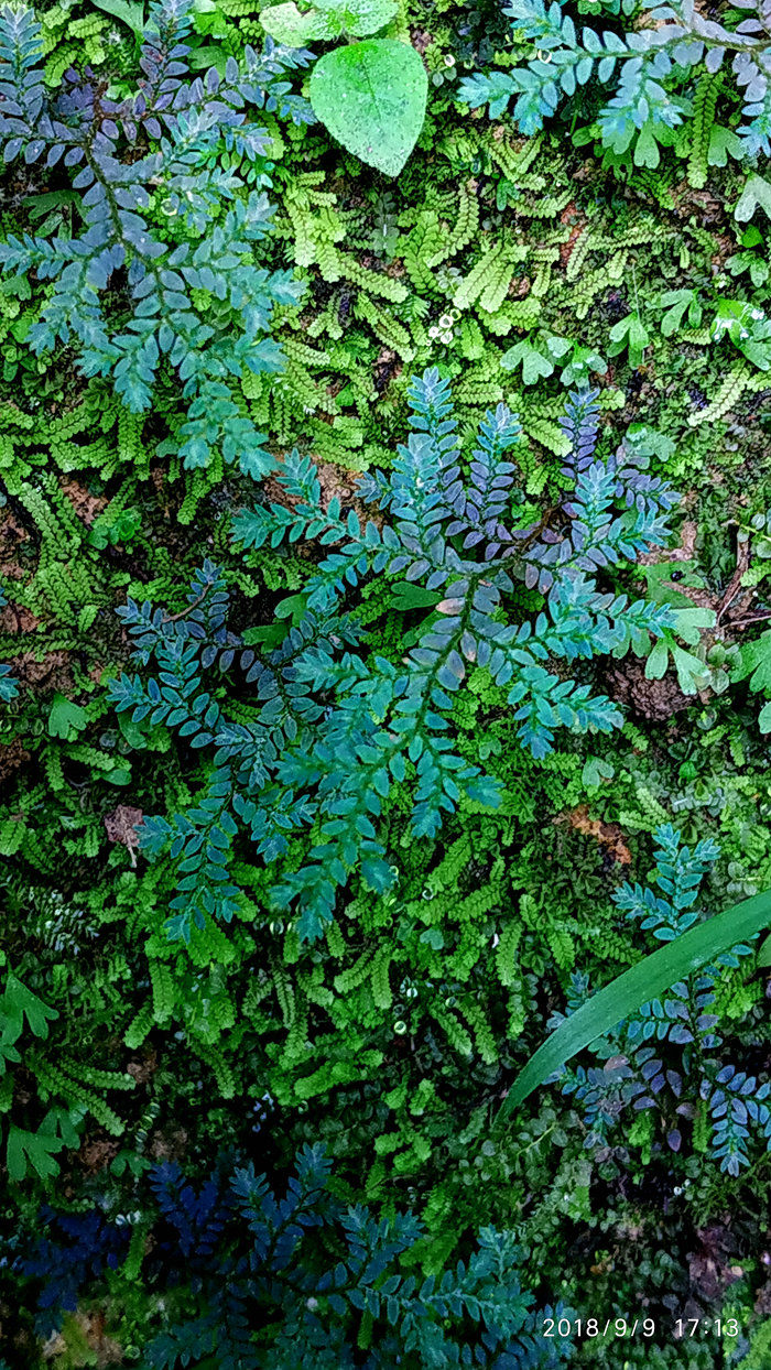 细叶卷柏 迷你小型微景观植物 喜阴室内绿植花卉水陆缸雨林缸庭院