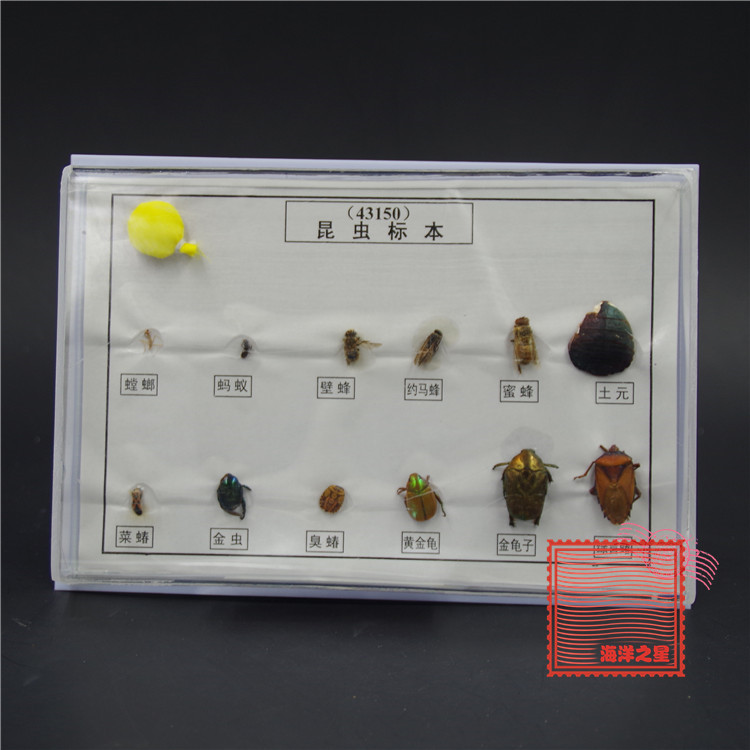 43150 昆虫标本 六益六害 常见益虫害虫各6种 生物教学仪器材实验