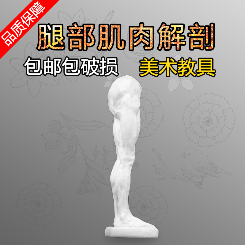 解剖人体i肌肉直腿部 石膏雕塑像 102CM 教具 素描速写绘画美术