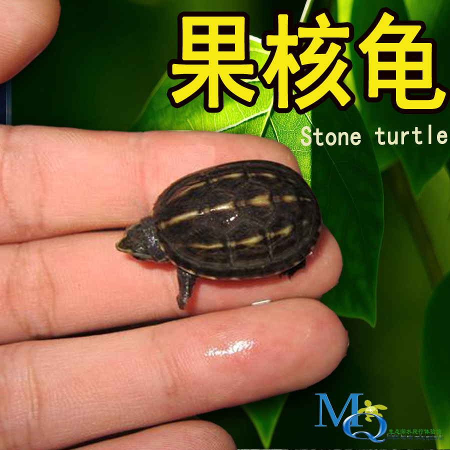 果核龟苗深水龟果核蛋龟小型泥龟乌龟活物小宠龟红面剃刀麝香长寿