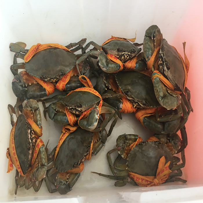 三门青蟹5斤装大螃蟹公蟹母蟹食用海鲜鲜活水产自家养殖包活包邮