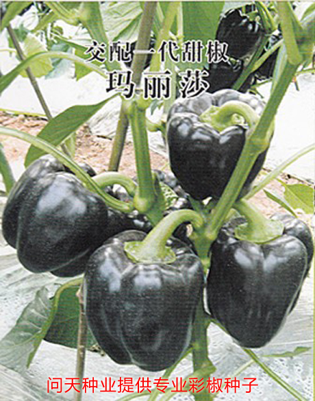 高产紫色彩椒种子玛露莎蔬菜水果四季春季高产种子籽孑