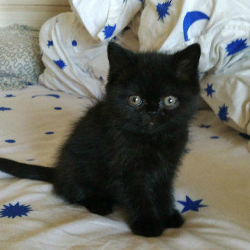 【纯黑小母猫】纯色黑猫萌系小黑猫 纯种英短猫小黑豹 金瞳罗小黑