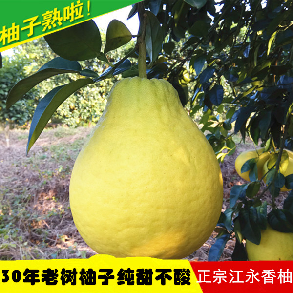 湖南江永香柚