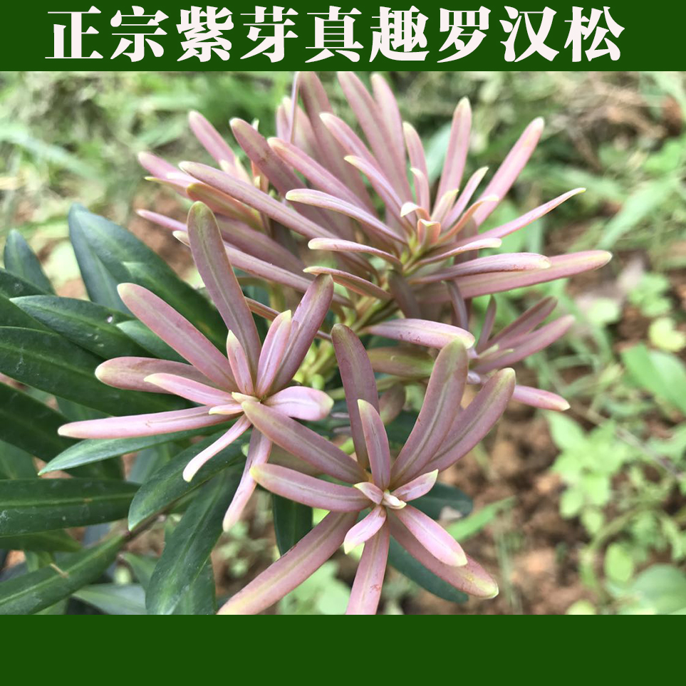 海岛紫芽真趣罗汉松 紫金松 彩叶罗汉松盆景新品盆栽 美屋绿植