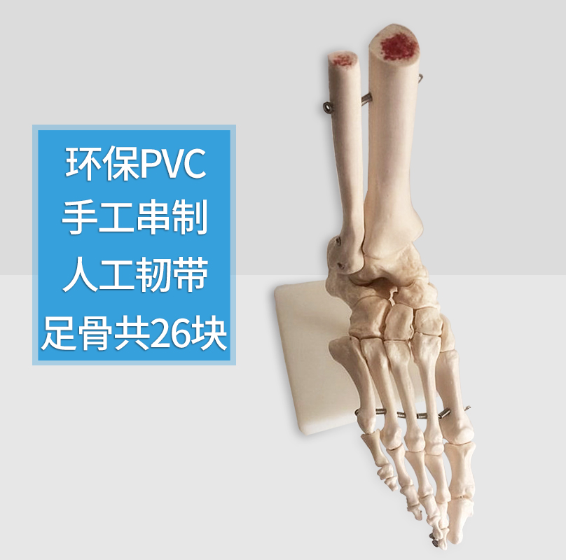 脚关节模型脚骨模型脚部骨骼结构造模型足部踝关节无韧带腓骨趾骨