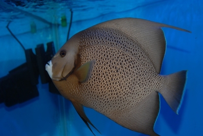 海水生物 海水鱼 观赏鱼 活体珊瑚 灰仙