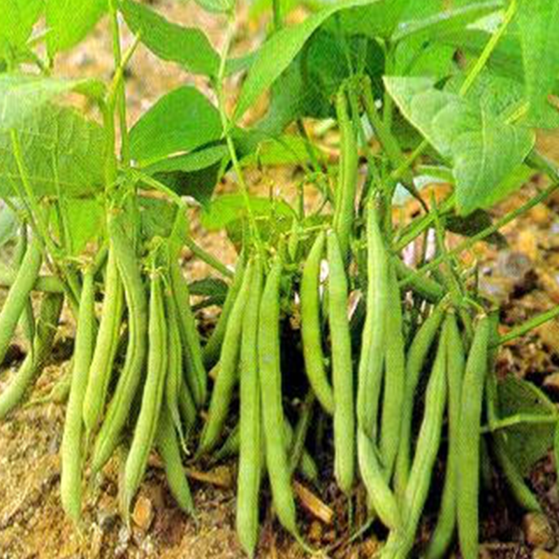 无架地豆种子四季豆种籽苗高产不搭架豇豆豆角种孑春夏秋菜豆矮生