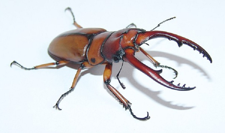两点赤锹形虫锯锹大扁成虫幼虫宠物甲虫独角仙兜虫锹甲活体 包活