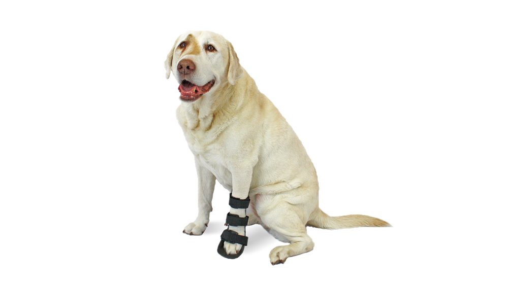 美国宠物狗犬前腿夹板靴子关节脚掌骨折固定畸形康复矫正稳定术后