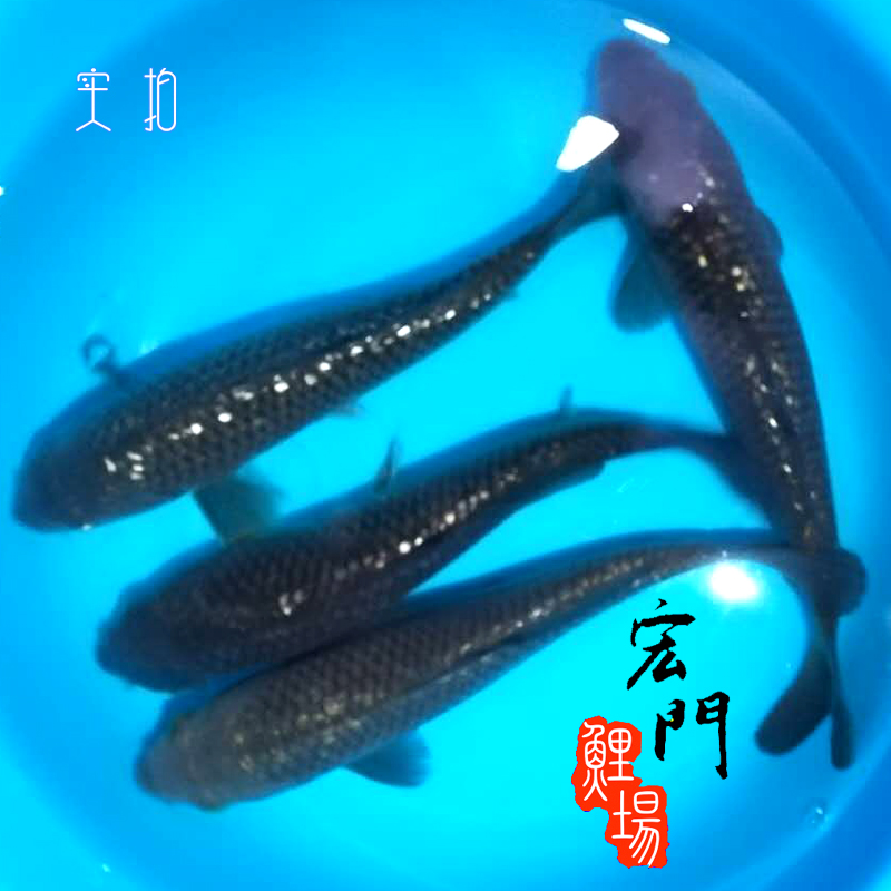 纯种日本锦鲤银鳞茶鲤闪光鳞黑茶巨型风水鱼胆子大的锦鲤 鱼池 带
