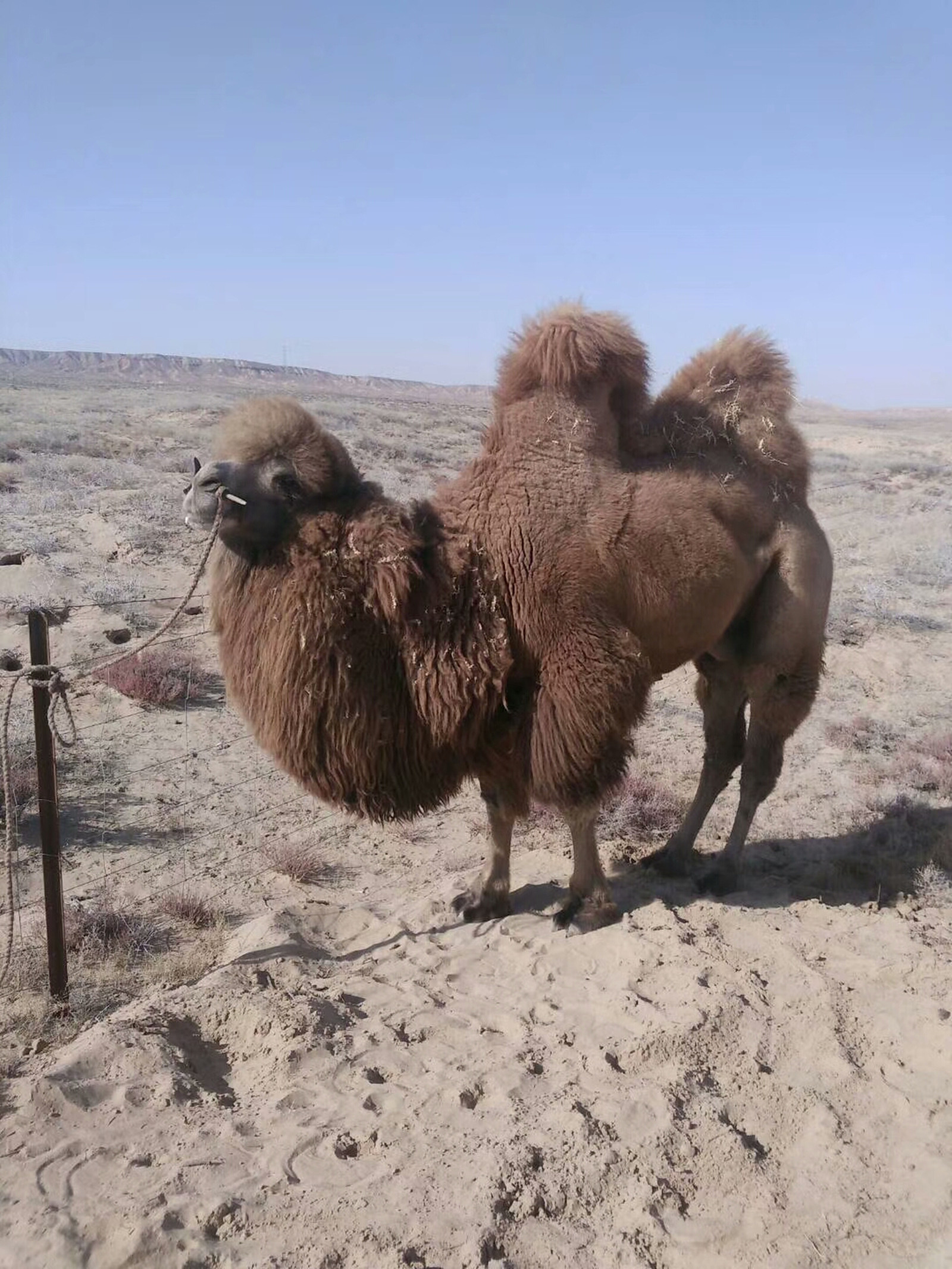 内蒙古阿拉善活骆驼骑乘喂养食用烤全驼活体毛重550斤以上