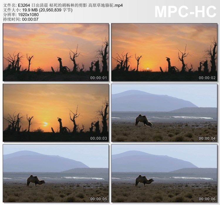 日出清晨 枯死的胡杨林的剪影 高原草地骆驼 高清实拍视频素材