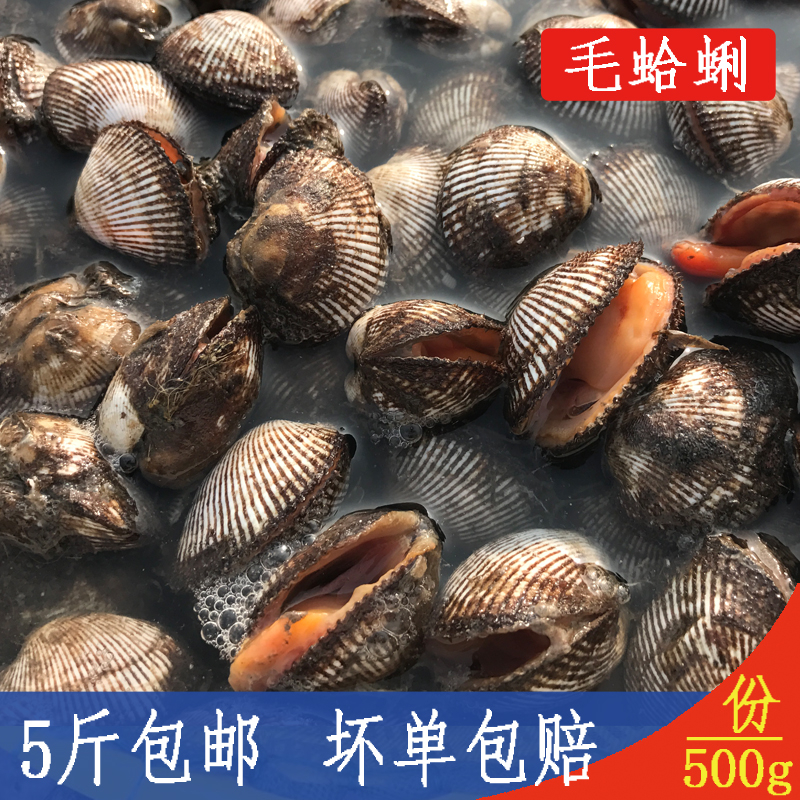 毛蛤蜊 鲜活海鲜水产贝类新鲜蛤蜊小赤贝野生贝类血蛤大毛蚶蚬子