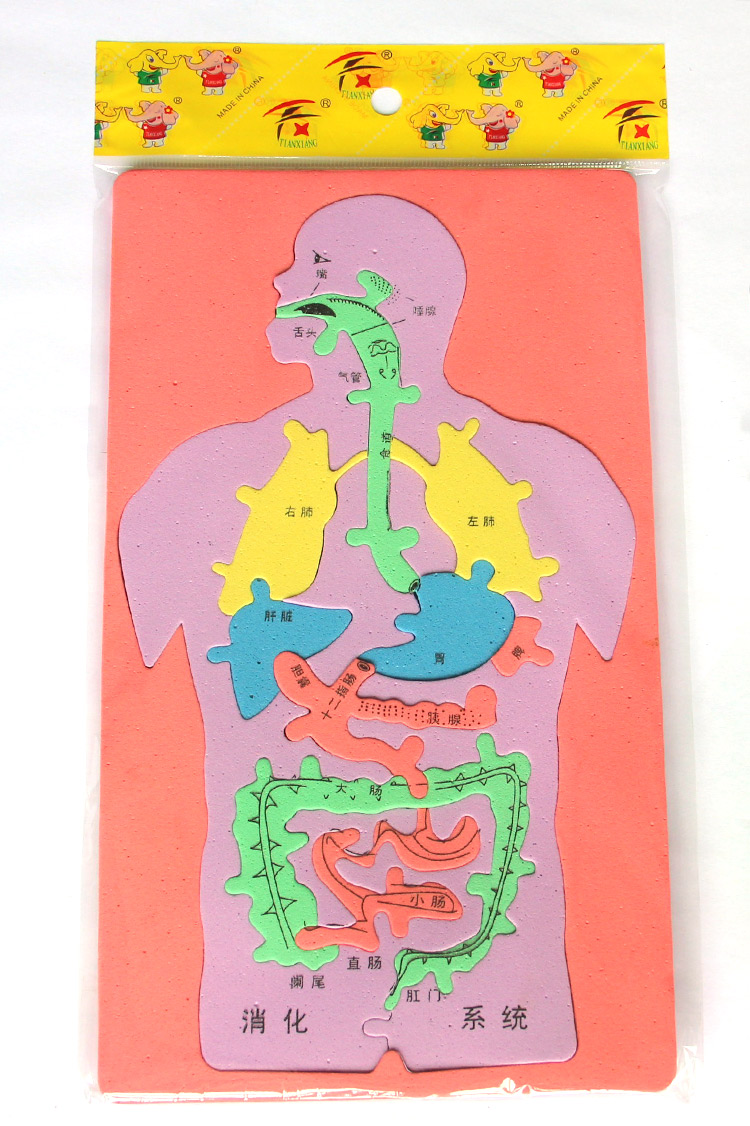 科技小制作发明手工DIY人体消化系统内脏拼图EVA模型益智科学实验