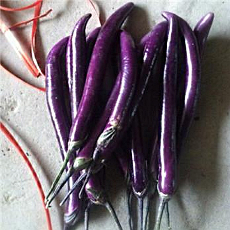 杭茄一号六号长茄种苗早熟春秋四季露天栽培 皮色紫红线茄子高产