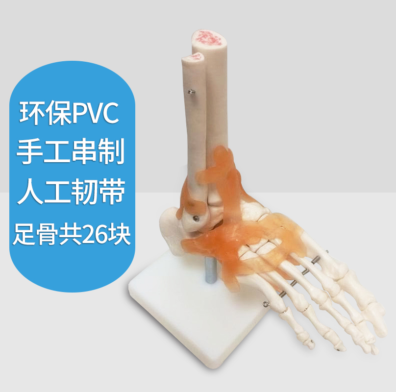 脚关节模型脚骨模型脚部骨骼结构造模型足部踝关节附韧带腓骨趾骨