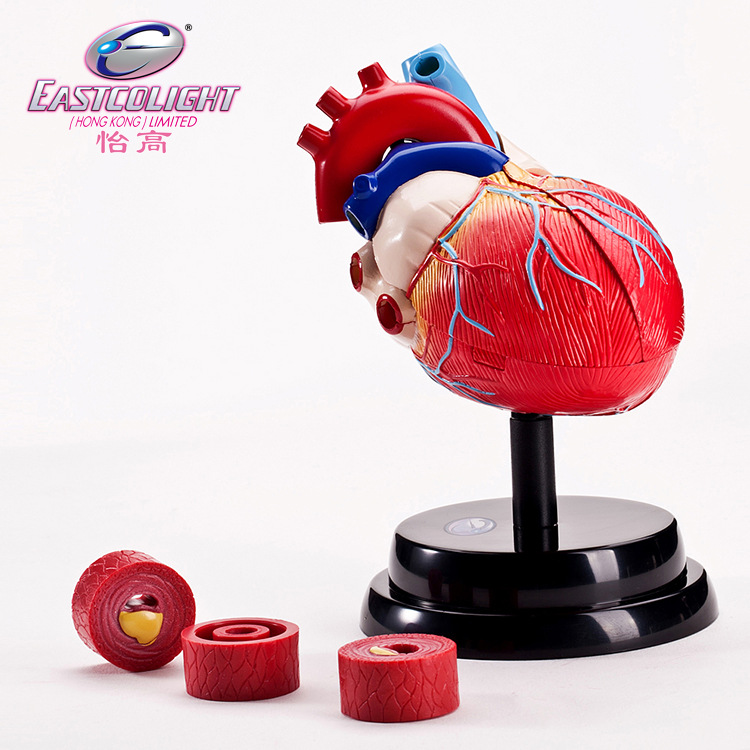 香港怡高科学教具人体心脏模型拼装心房心室结构儿童学生医学玩具