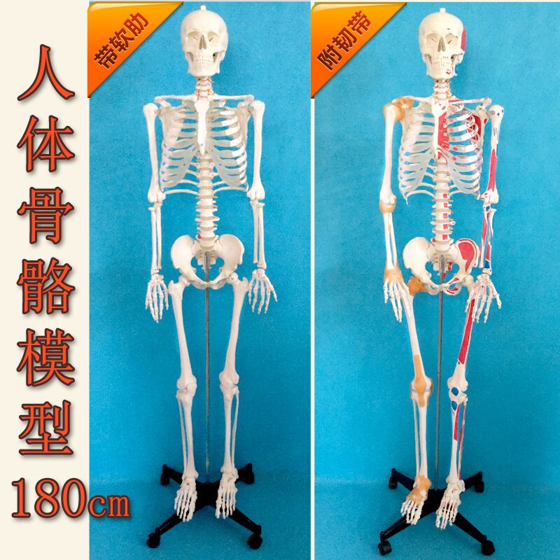 170cm人体大骨骼模型成人全身解剖骷髅骨架180cm医学教学脊椎可拆