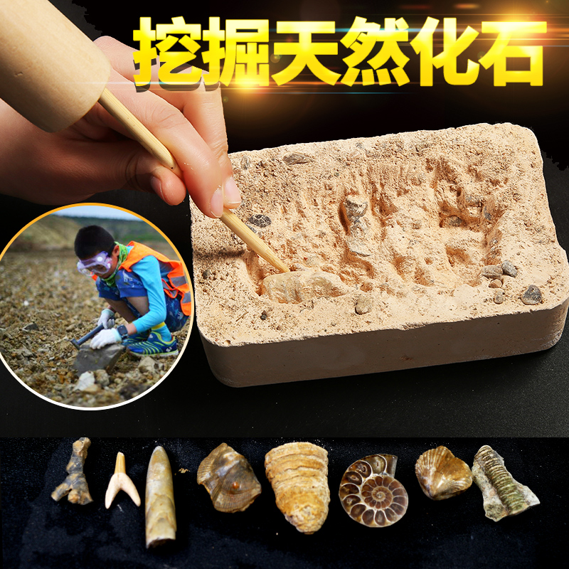 考古挖掘盲盒古生物化石原石头地质科普教学标本儿童寻宝手工礼物