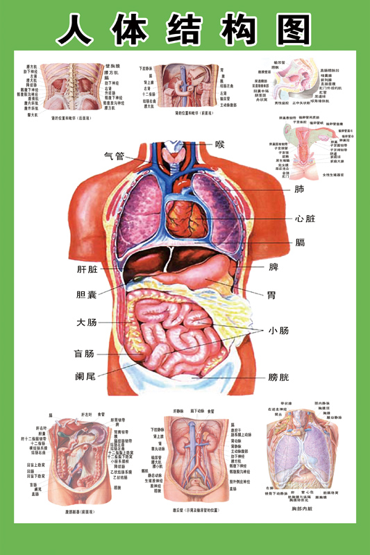 人体结构图穴位医学人体解剖图片内脏器官骨骼肌肉构造挂图画全身
