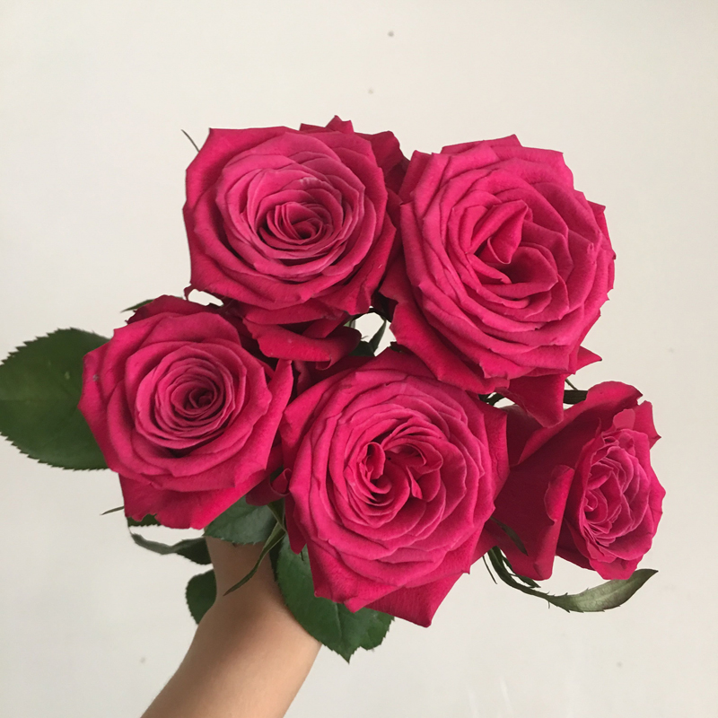 【稀有品种】香格里拉玫瑰鲜花 桃红色渐变色玫瑰鲜花18枝/扎
