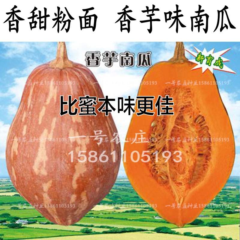 台湾香芋糯南瓜种子比蜜本好吃春播特色蔬菜种籽苗孑板栗味香甜秧