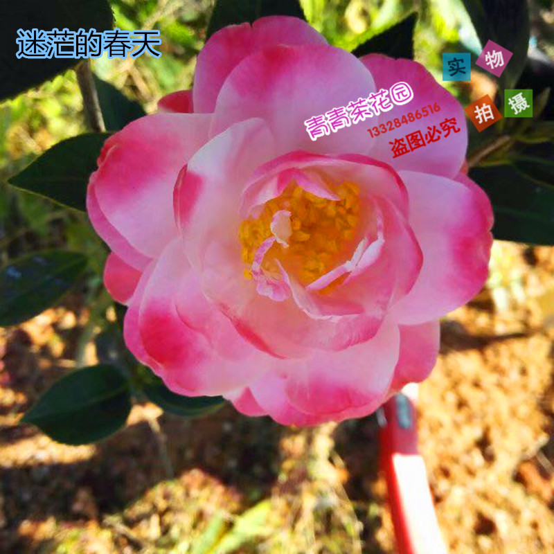 【迷茫的春天】茶花珍贵品种苗粉色系山茶花带花苞阳台盆栽苗包邮