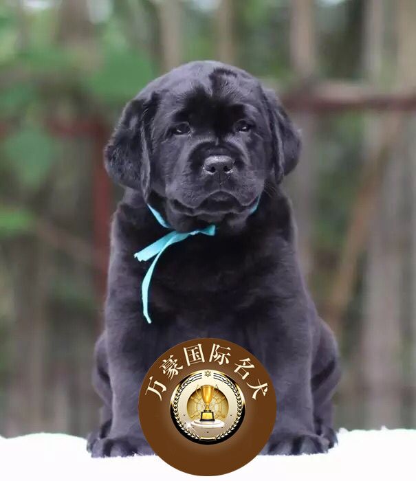 北京犬舍出售纯种拉布拉多幼犬黑色赛级宠物狗活体北京周边可送货