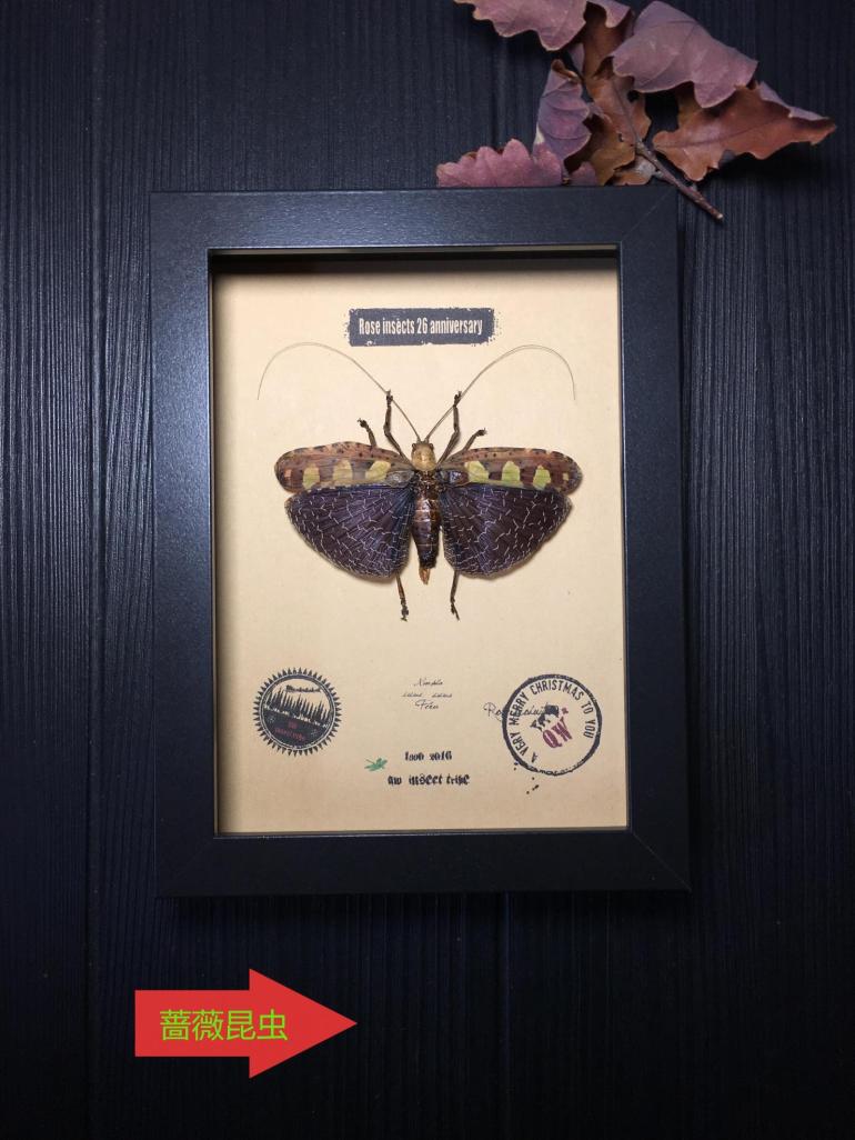 昆虫记·南亚颜色丛林惊叹的物种·花斑螽斯·2366
