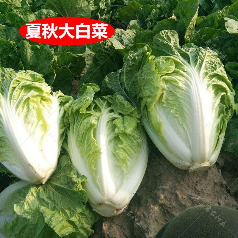 日本夏王白菜籽抗热50天夏阳夏绿秋季王大白菜种子四季蔬菜种孑