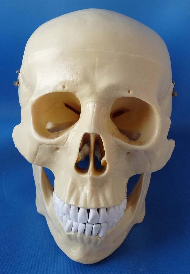 人体1:1头骨模型骨骼骨架骷髅头医用教学美术素描绘画解剖可拆 动
