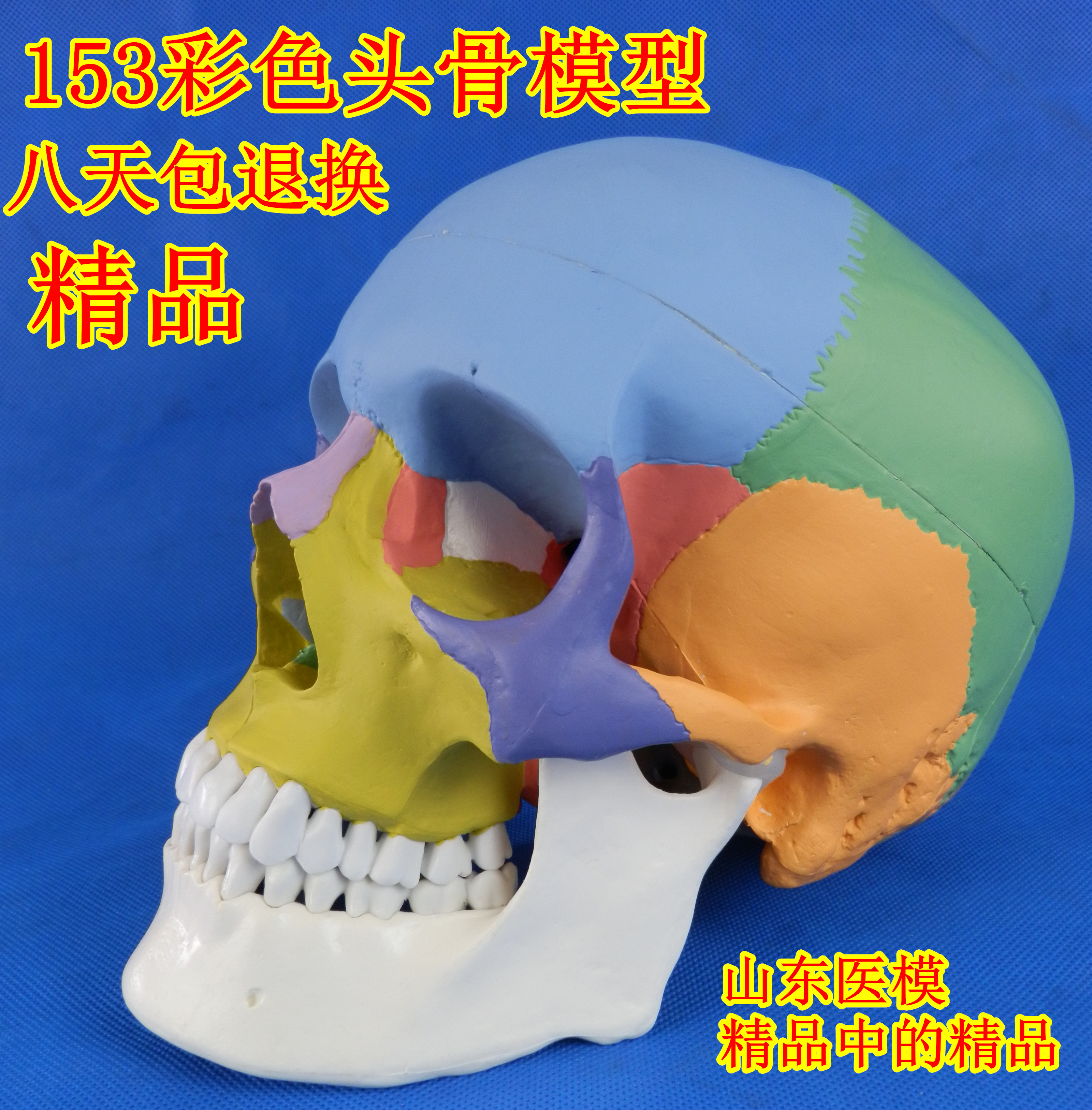 头骨模型 骷髅模型 仿真人头骨模型 头颅骨标本模型 医学美术绘画