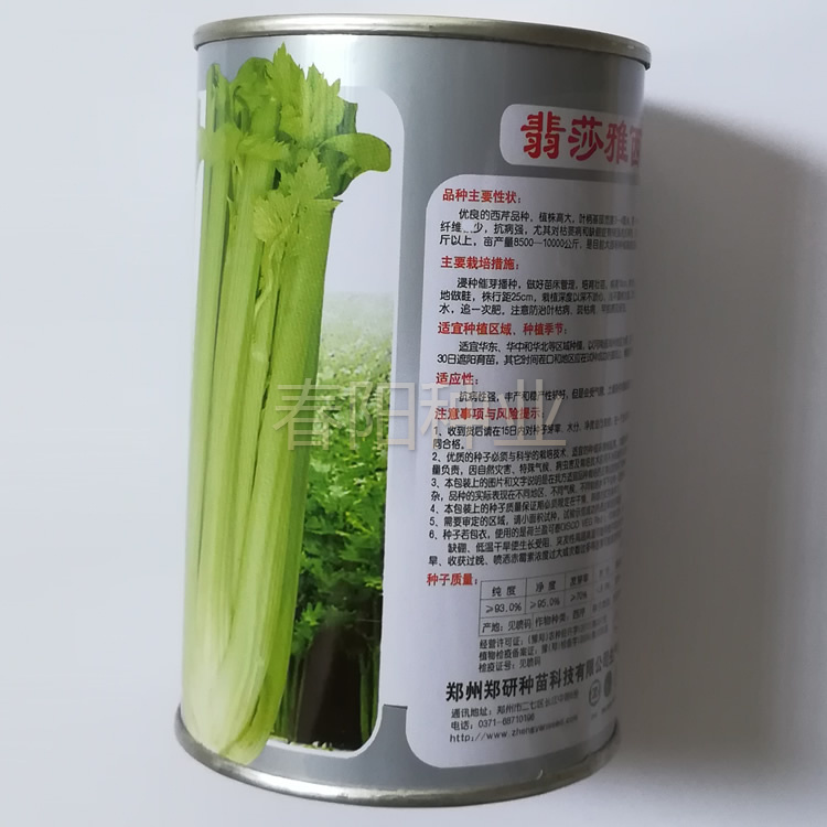 郑研翡莎雅西芹种子 优质高产大田西芹品种 纤维少 芹菜种子籽