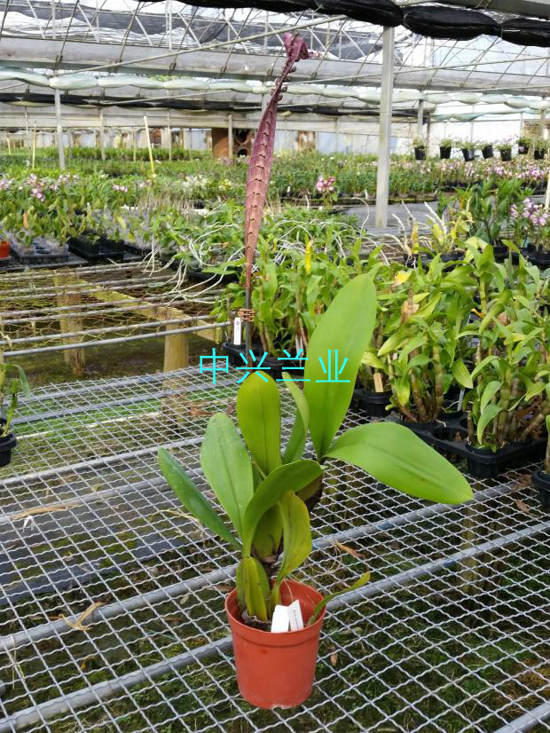 中兴兰业 非洲大眼镜蛇石豆 Bulbophyllum purpureorhachis