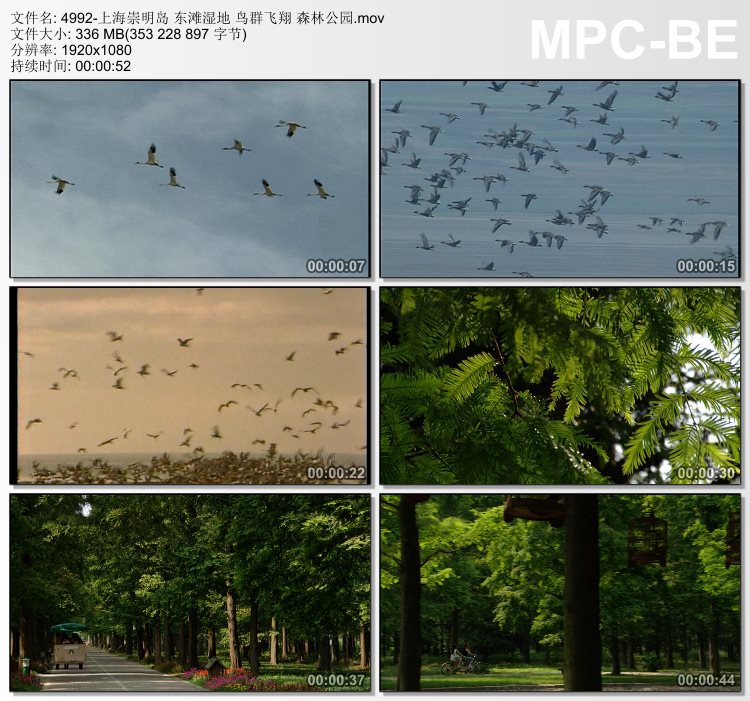 上海崇明岛东滩湿地 鸟群飞翔 森林公园 实拍视频素材