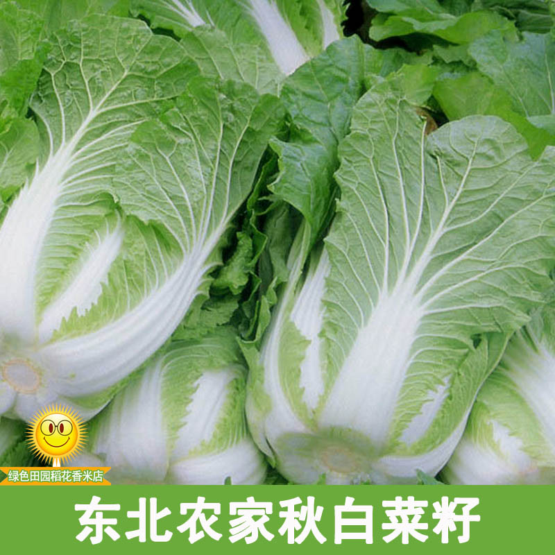 东北农家菜园大白菜籽 散装精选 腌菜鲜食  60天秋白菜籽20g