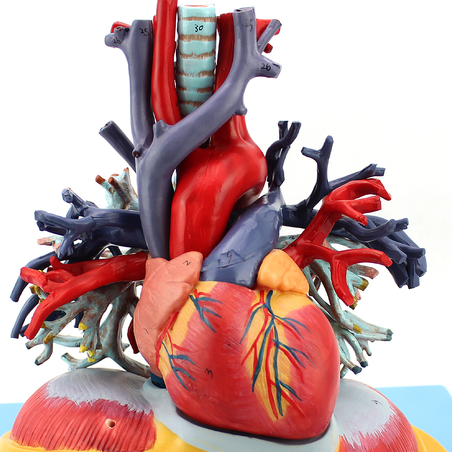 进口医学人体心脏肺气管树透明模型胸外科心内科呼吸系统
