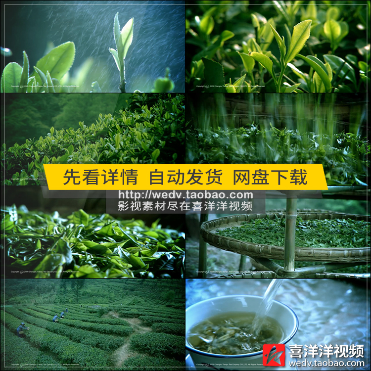 J026中国茶文化知识采茶叶传统工艺制茶过程宣传片头高清视频素材