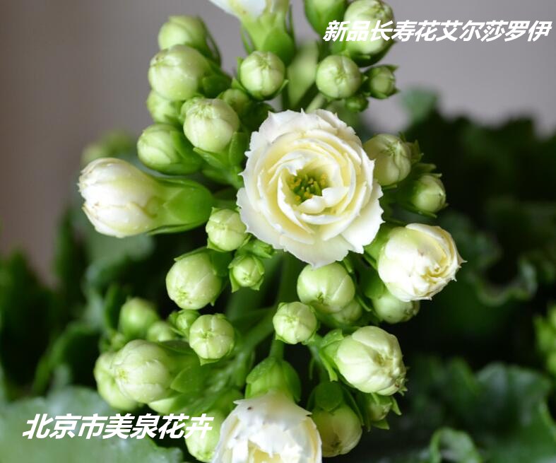 长寿花俗名长寿罗伊艾尔莎纯白色花期长盆栽花卉植物电脑旁