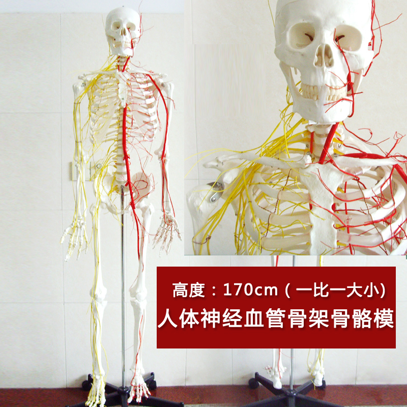 进口专业医用人体170CM骨骼神经血管骨架标本骨骼模型医用